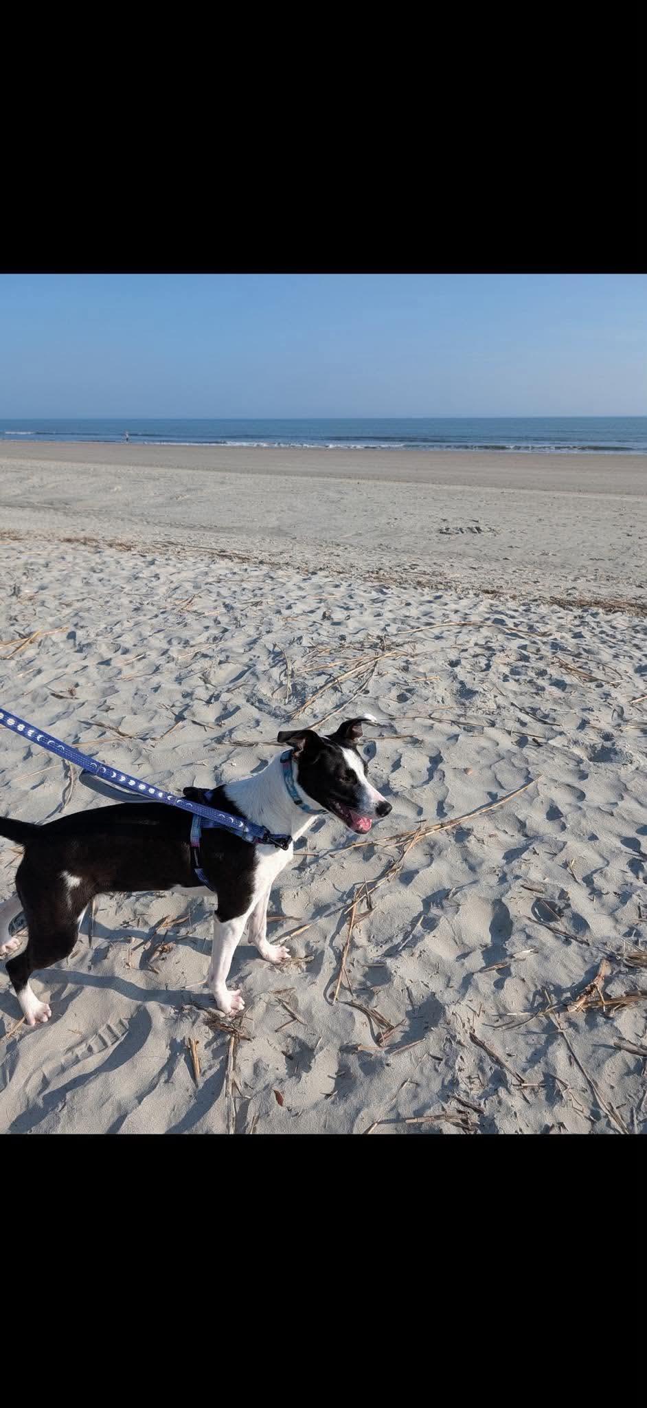 Enlarge Lucy, a Adoptable mixed breed in Wando, SC image 5/5