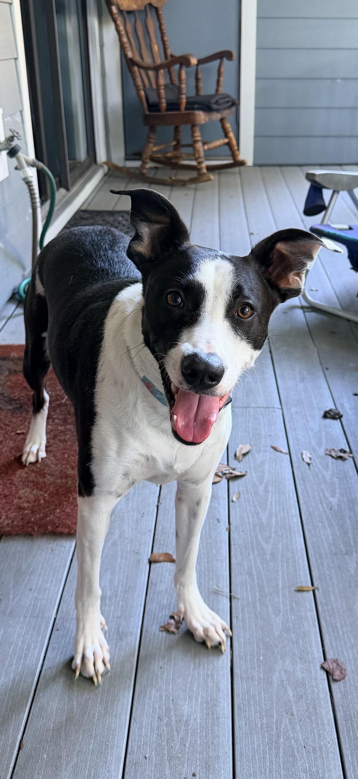 Enlarge Lucy, a Adoptable mixed breed in Wando, SC image 2/5