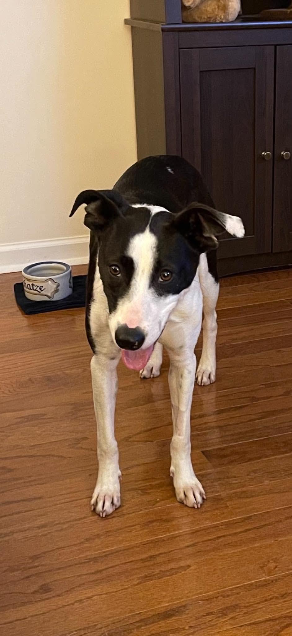 Enlarge Lucy, a Adoptable mixed breed in Wando, SC image 3/5