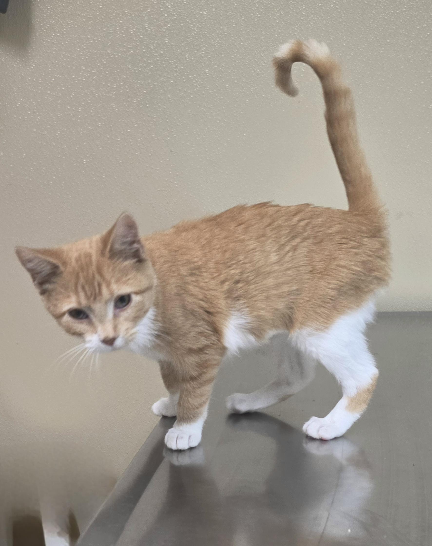 Marge, Adopted, Kitten Female Domestic Short Hair.