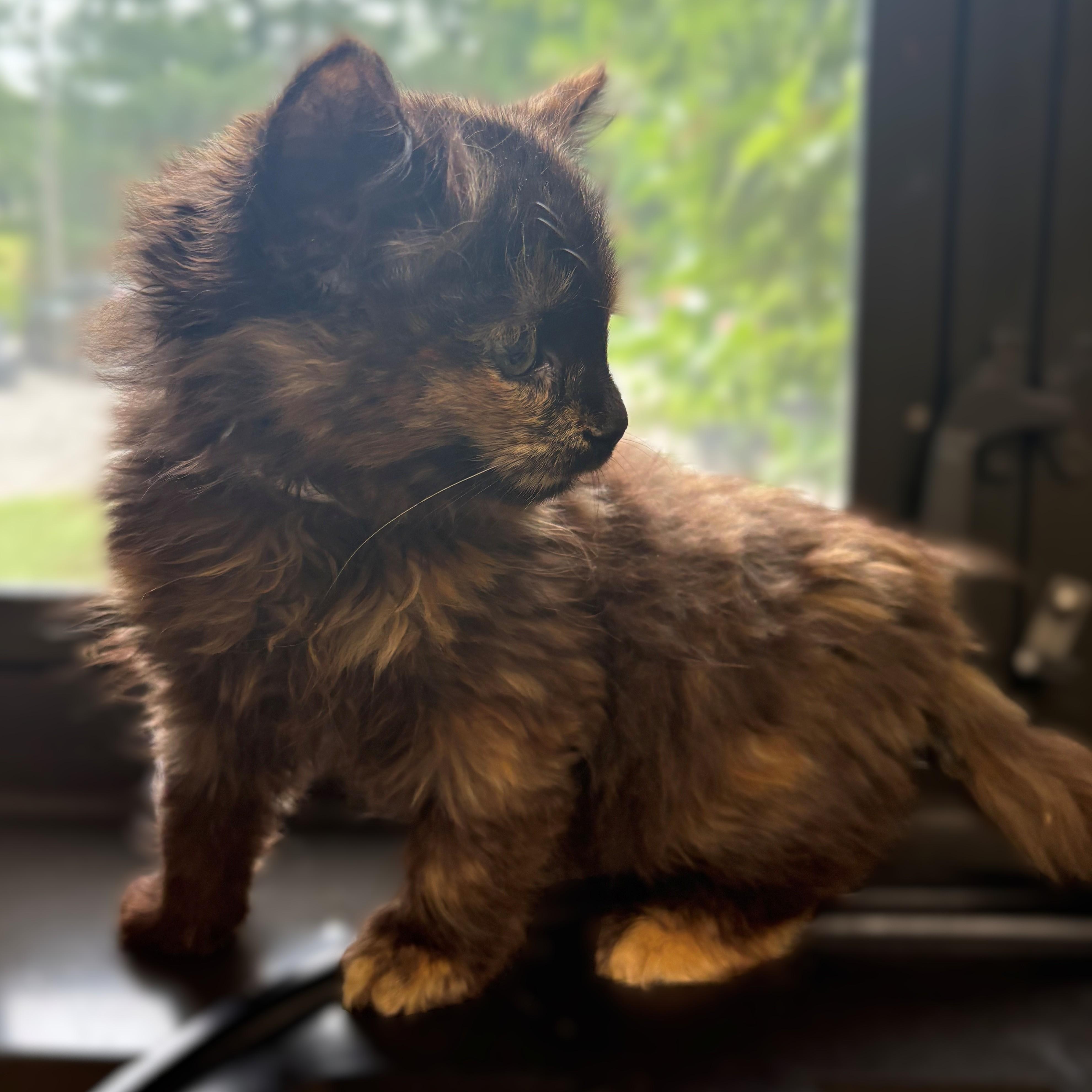 Enlarge Wisp- 52042, an adopted Domestic Medium Hair in Columbia, MD image 3/4