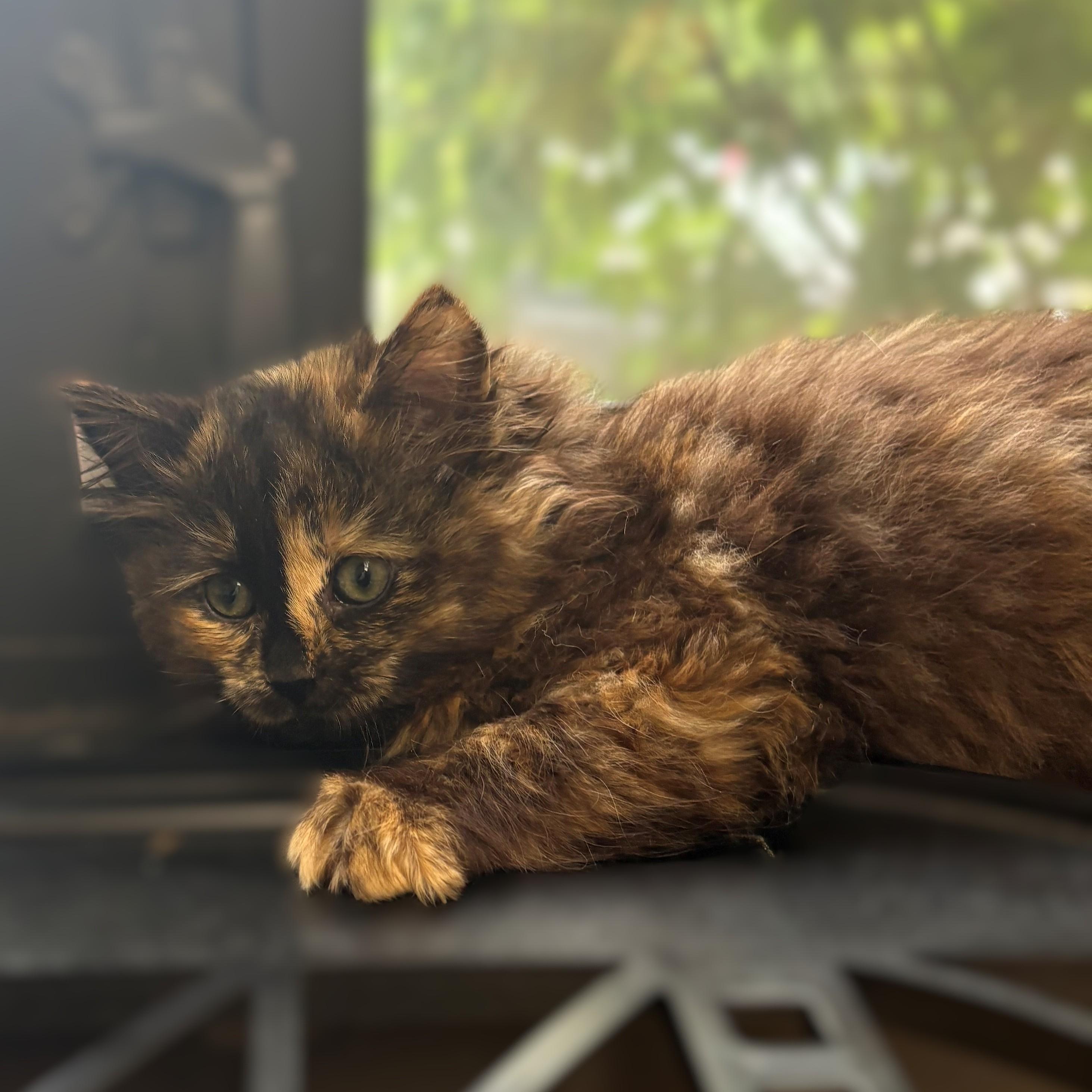 Enlarge Wisp- 52042, an adopted Domestic Medium Hair in Columbia, MD image 4/4