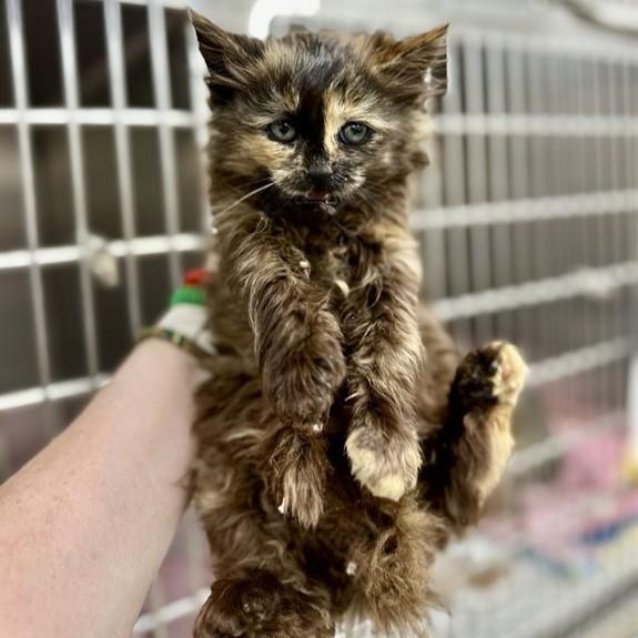 Wisp- 52042, adopted, Kitten Female Domestic Medium Hair.