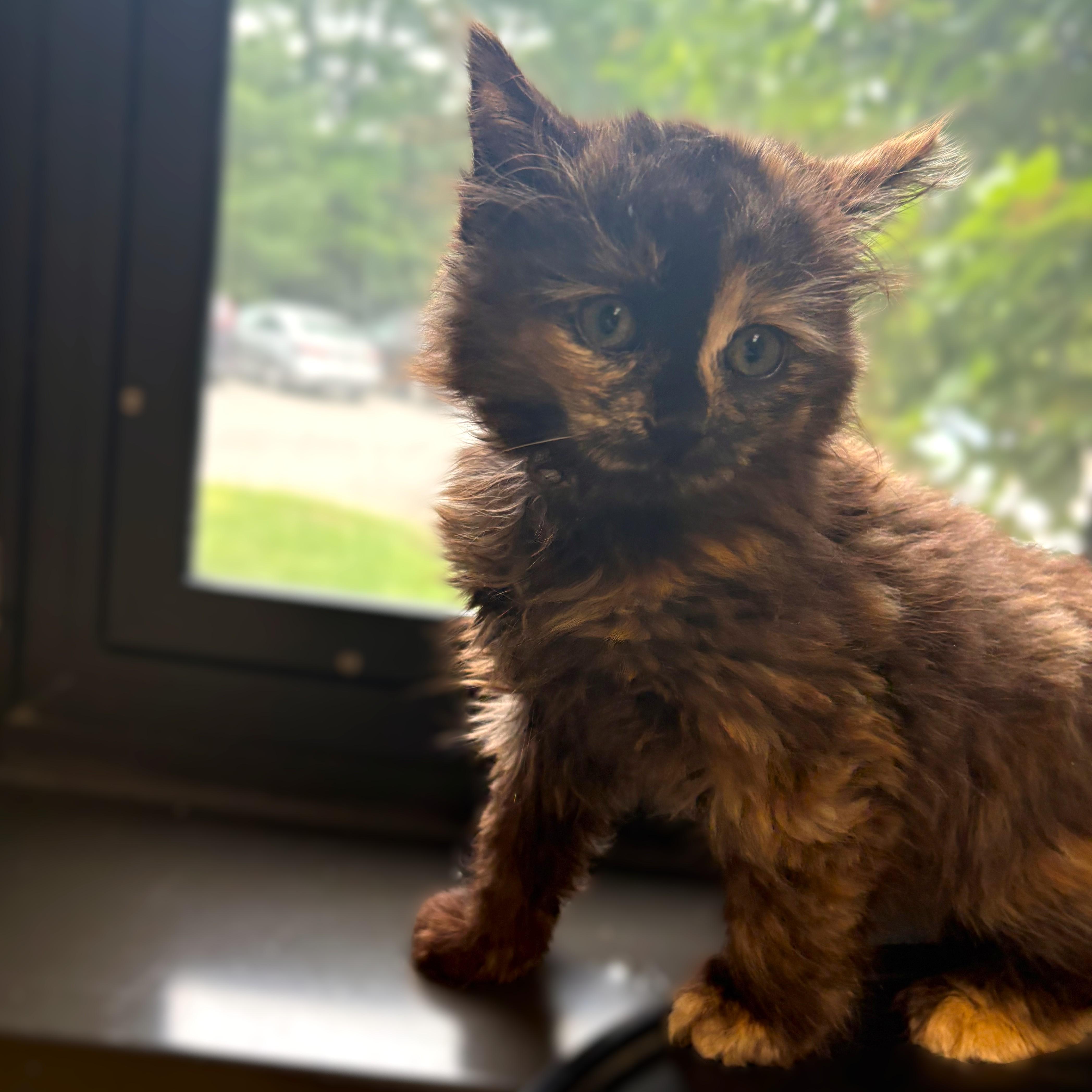 Enlarge Wisp- 52042, an adopted Domestic Medium Hair in Columbia, MD image 2/4