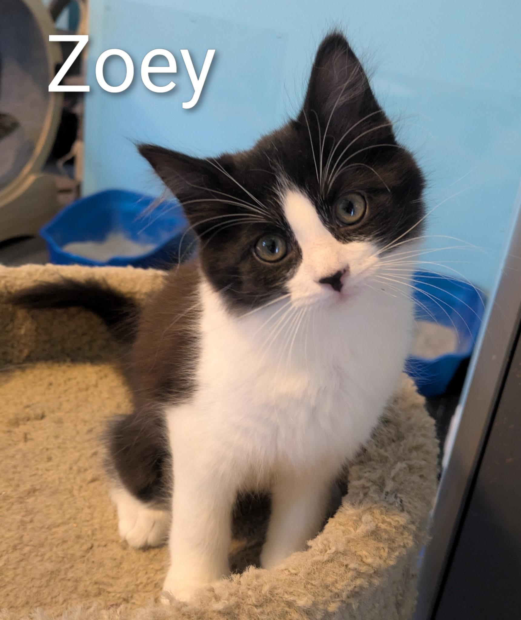 Zoey, ADOPTABLE, Kitten Female Domestic Medium Hair.