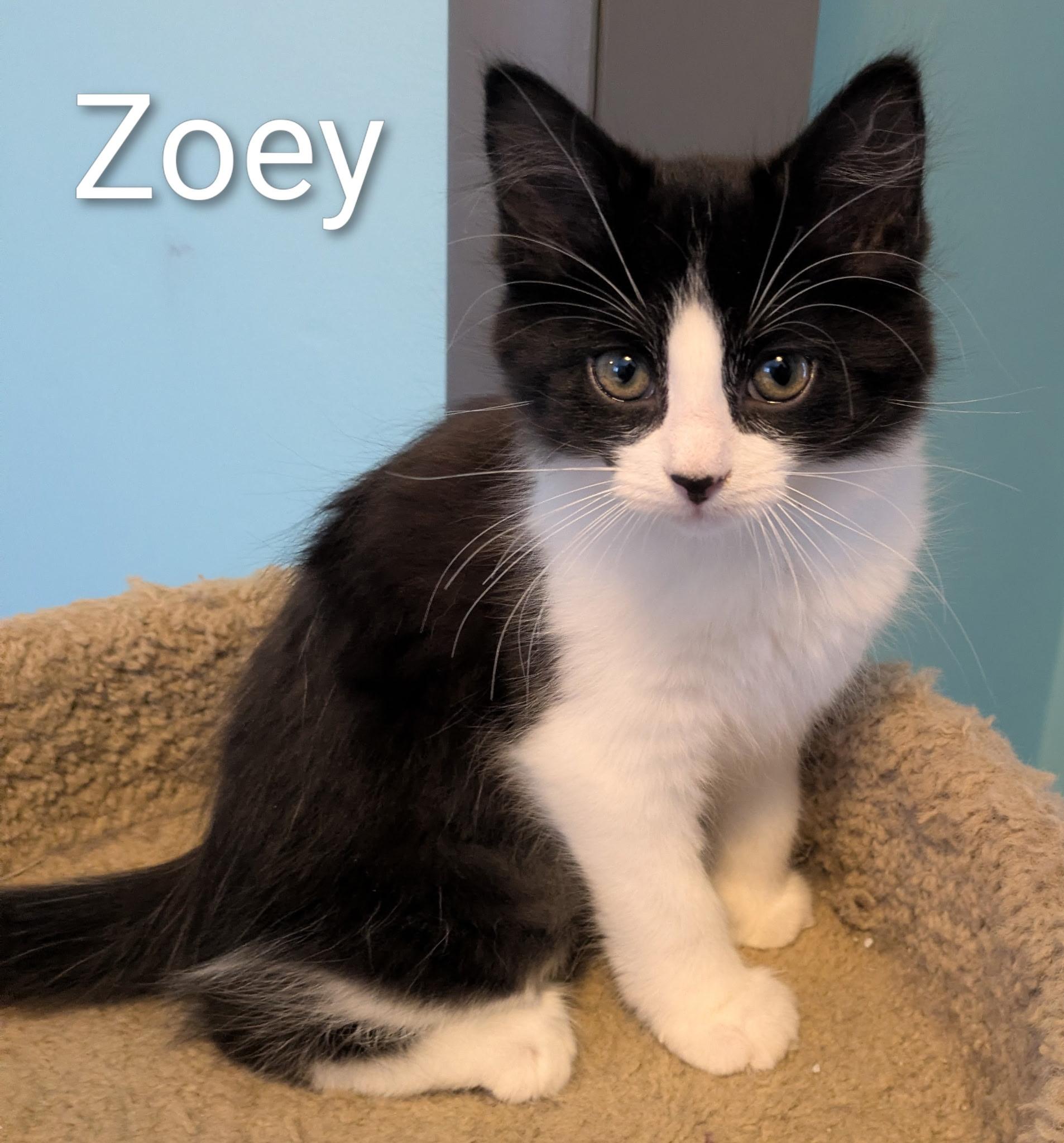 Enlarge Zoey, a ADOPTABLE Domestic Medium Hair in Mears, MI image 2/5