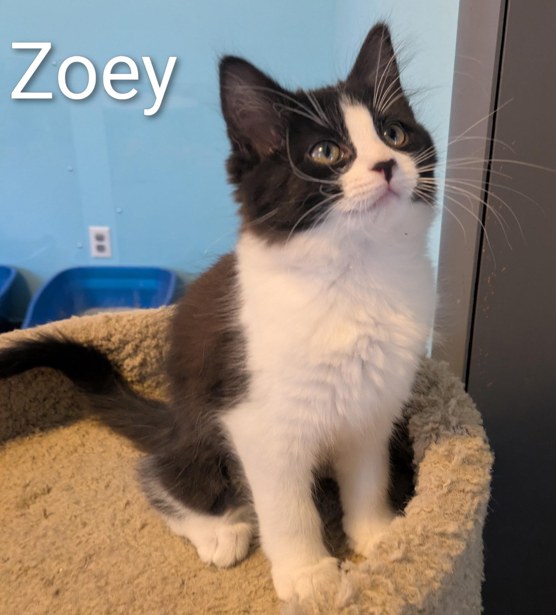 Enlarge Zoey, a ADOPTABLE Domestic Medium Hair in Mears, MI image 3/5