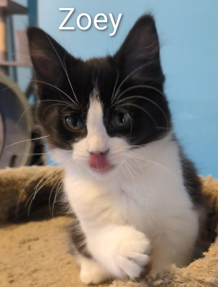 Enlarge Zoey, a ADOPTABLE Domestic Medium Hair in Mears, MI image 4/5