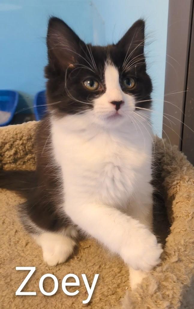 Enlarge Zoey, a ADOPTABLE Domestic Medium Hair in Mears, MI image 5/5