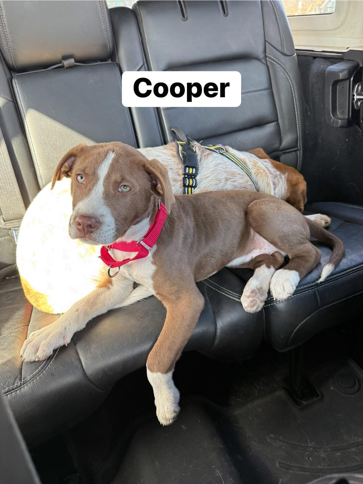 Enlarge Cooper, a ADOPTABLE mixed breed in Elburn, IL image 4/6