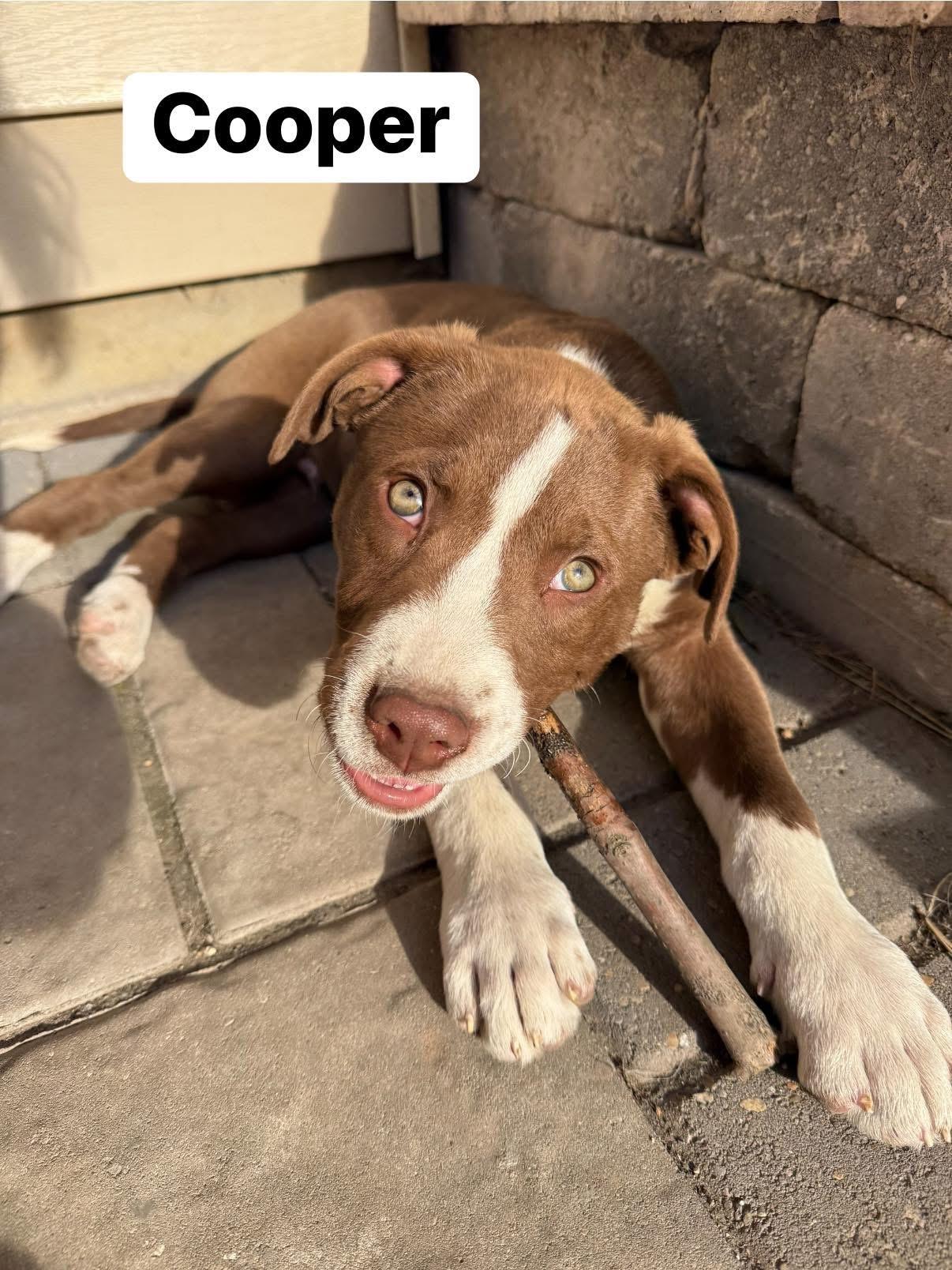 Cooper, ADOPTABLE, Puppy Male Pit Bull Terrier.