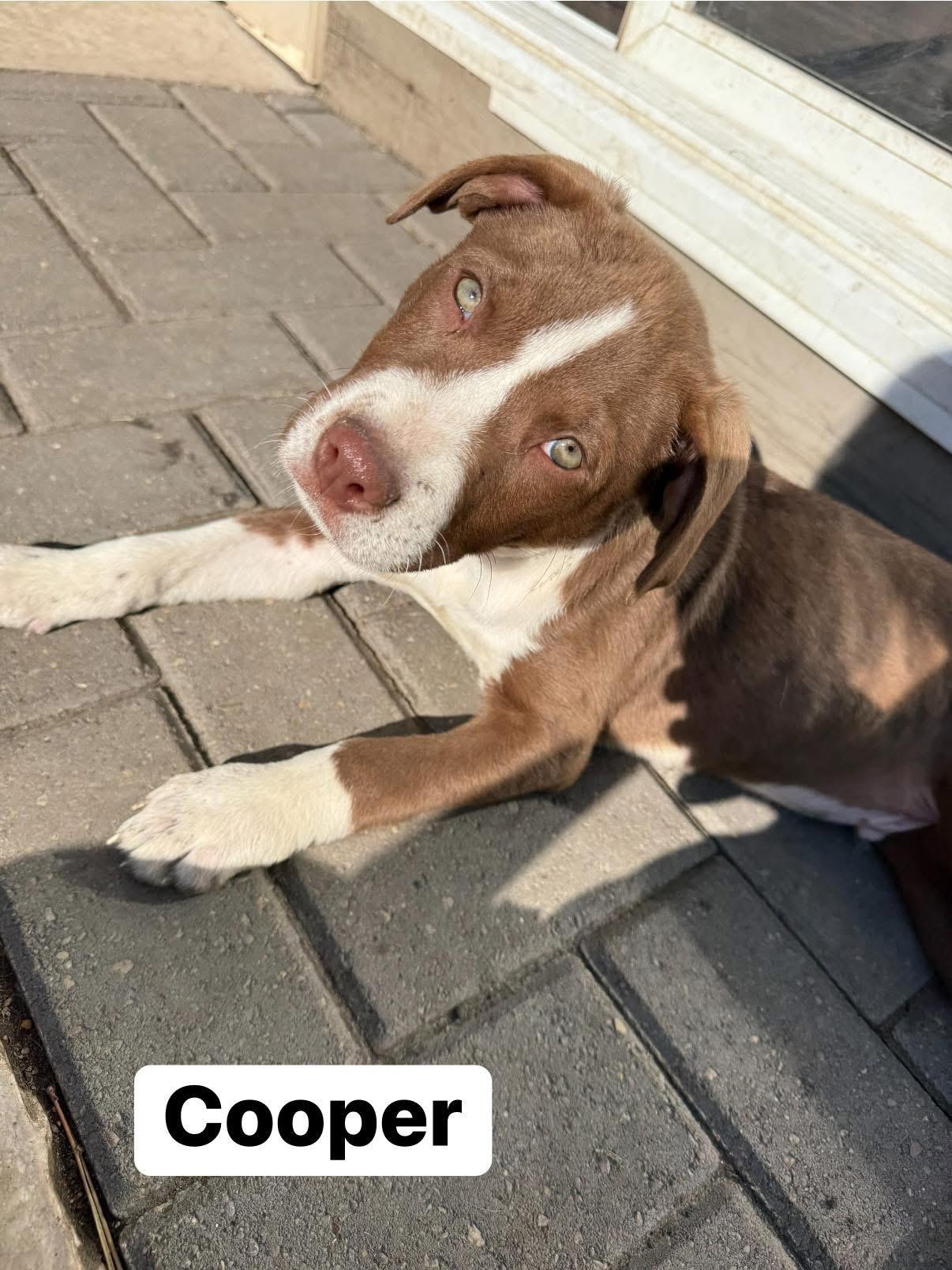 Enlarge Cooper, a ADOPTABLE mixed breed in Elburn, IL image 5/6