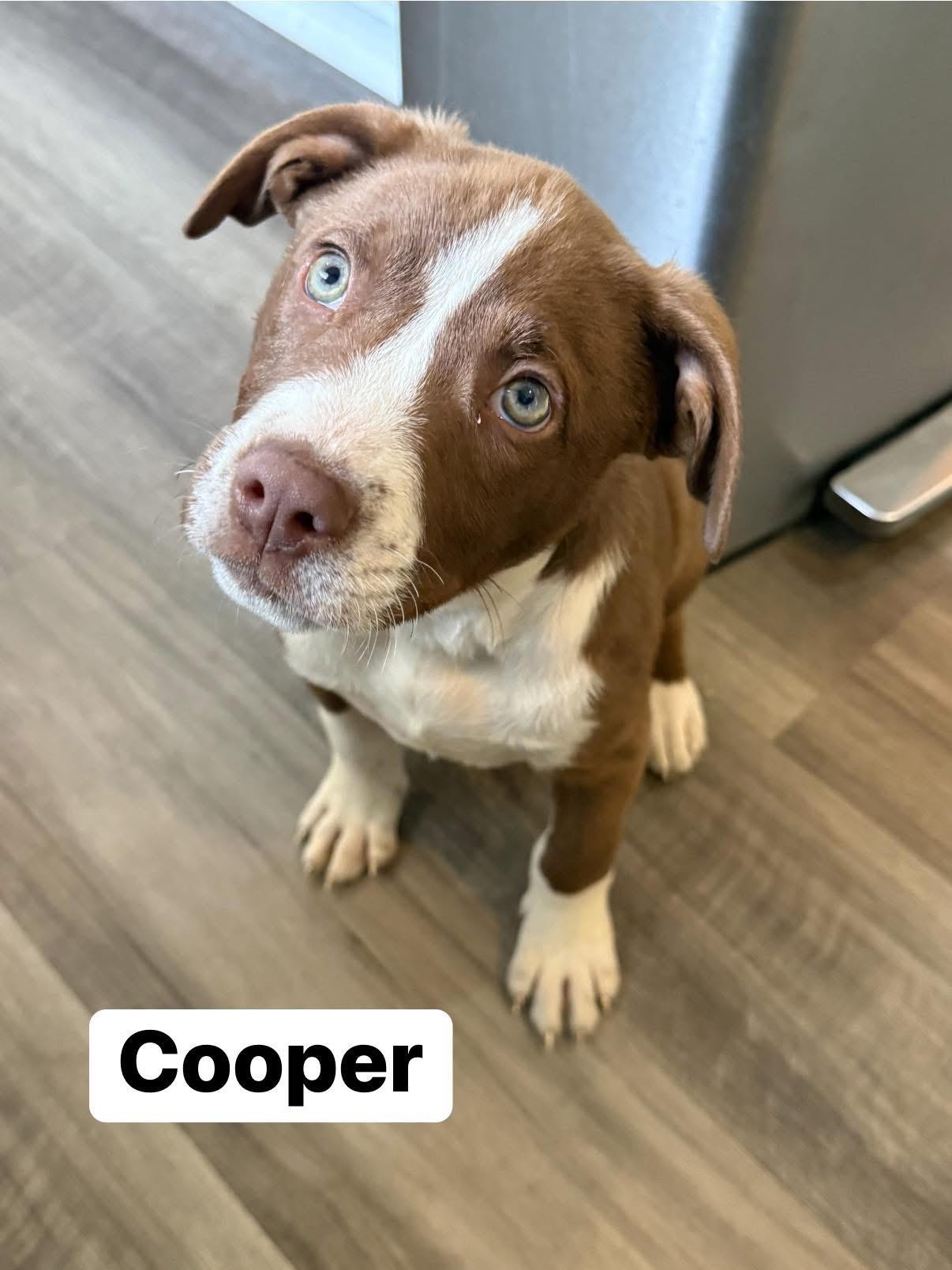 Enlarge Cooper, a ADOPTABLE mixed breed in Elburn, IL image 2/6