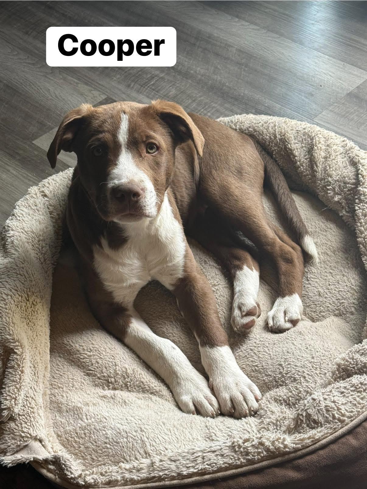 Enlarge Cooper, a ADOPTABLE mixed breed in Elburn, IL image 3/6
