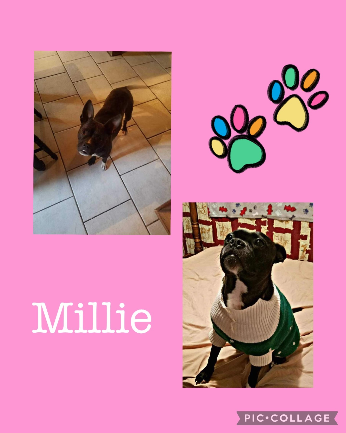 Millie, Adoptable, Adult Female Boston Terrier.