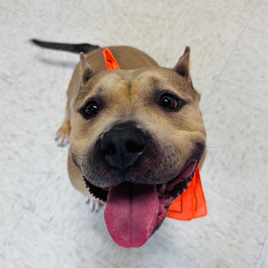 Enlarge Sevyn, a Adoptable mixed breed in Binghamton, NY image 1/6