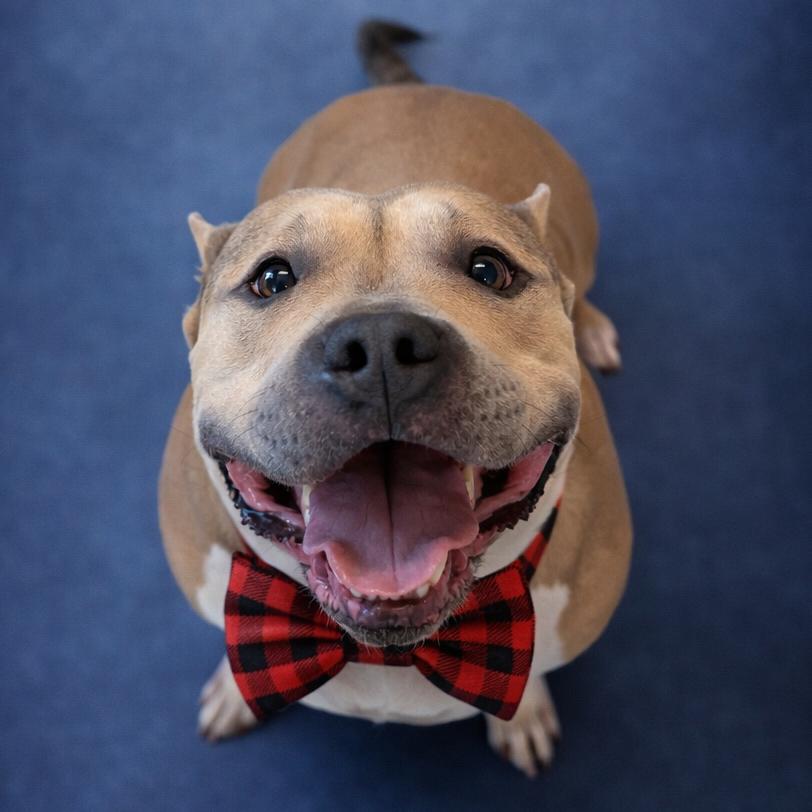 Enlarge Sevyn, a Adoptable mixed breed in Binghamton, NY image 2/6