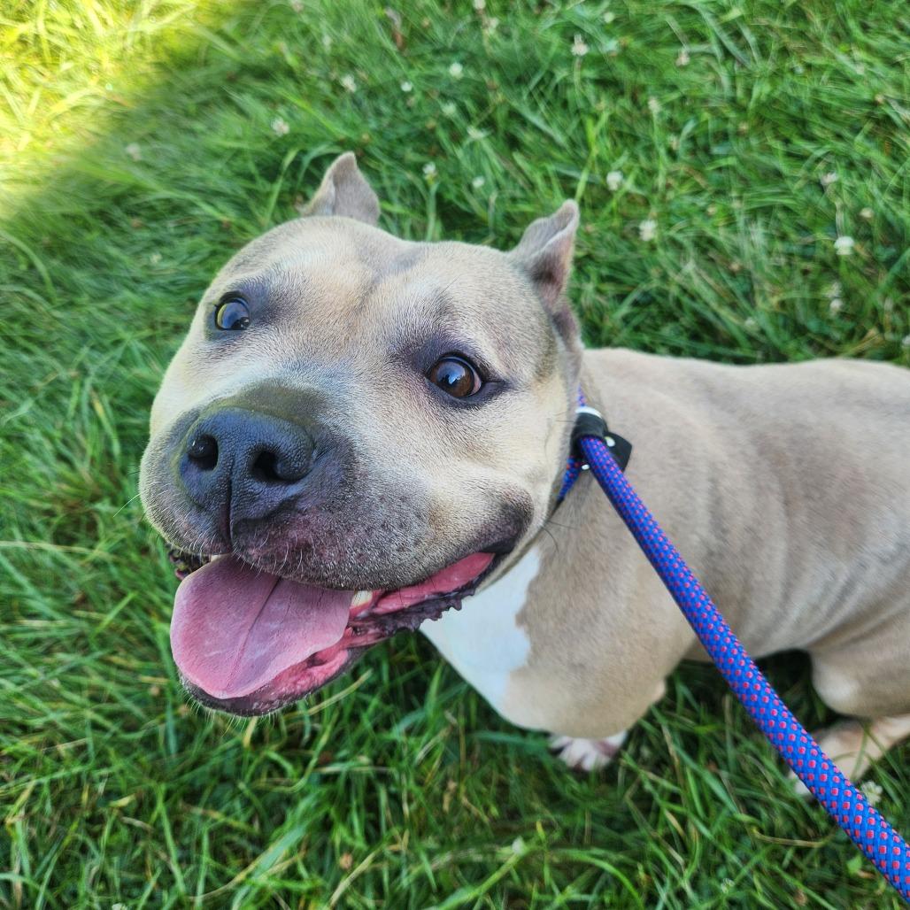 Sevyn, Adoptable, Adult Female Mixed Breed & Mixed Breed.