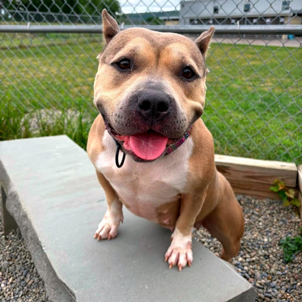 Enlarge Sevyn, a Adoptable mixed breed in Binghamton, NY image 2/6