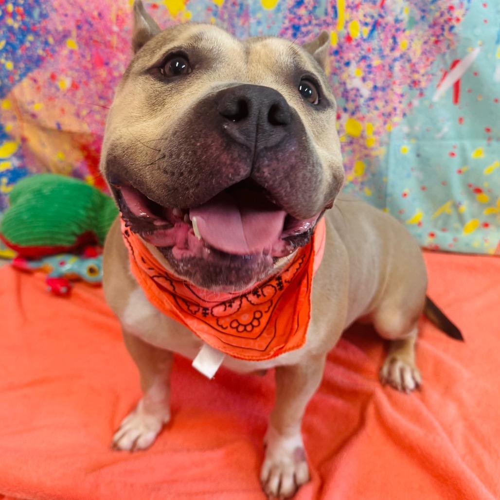 Enlarge Sevyn, a Adoptable mixed breed in Binghamton, NY image 2/6