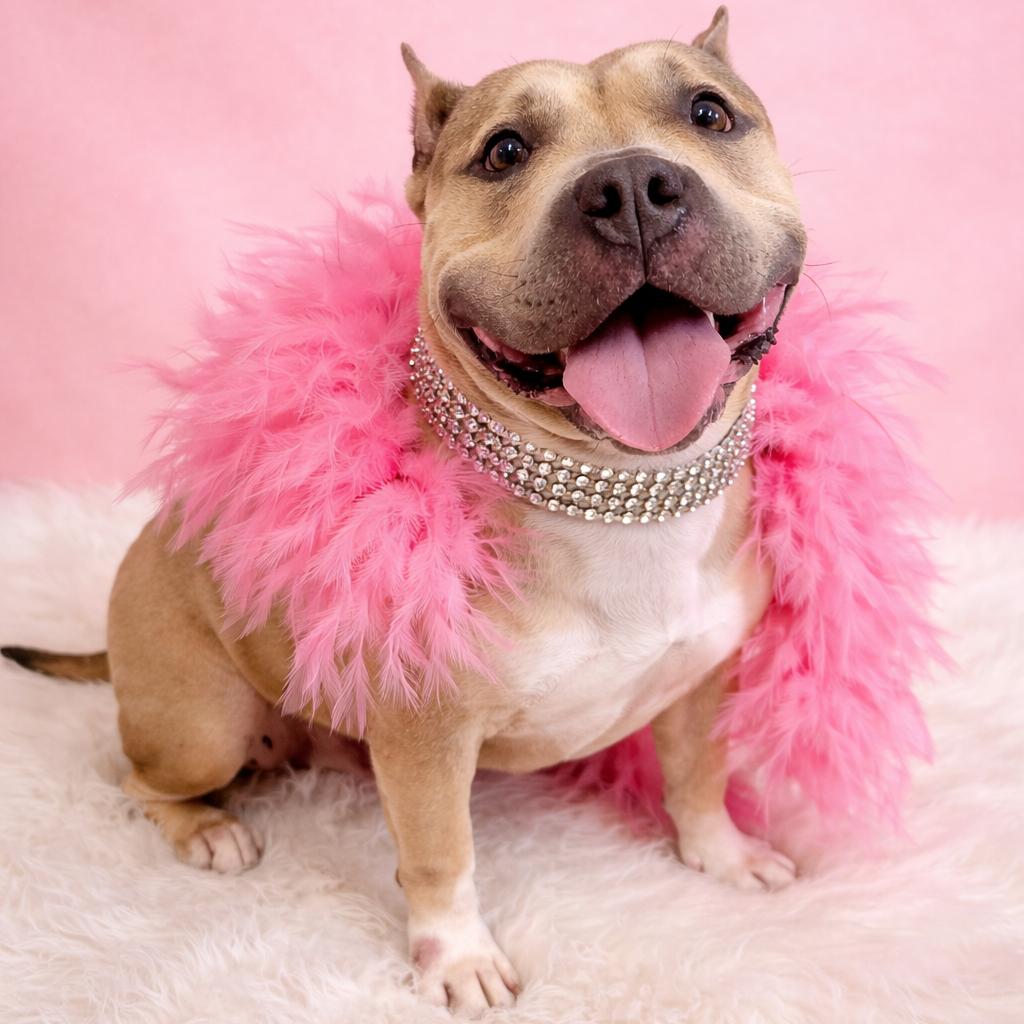 Enlarge Sevyn, a Adoptable mixed breed in Binghamton, NY image 3/6