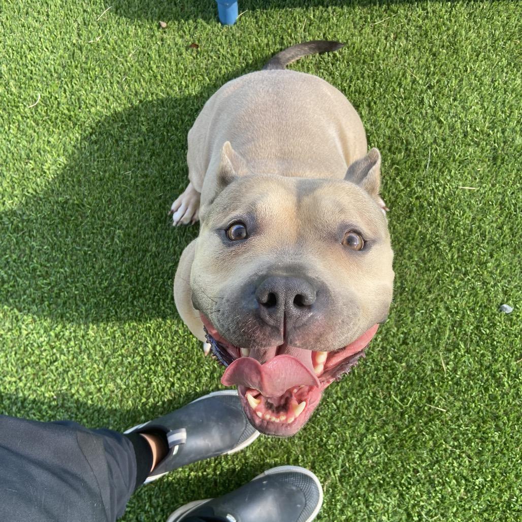 Enlarge Sevyn, a Adoptable mixed breed in Binghamton, NY image 3/6