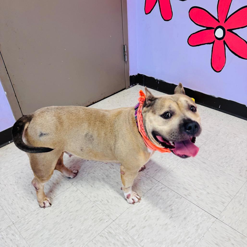 Enlarge Sevyn, a Adoptable mixed breed in Binghamton, NY image 4/6