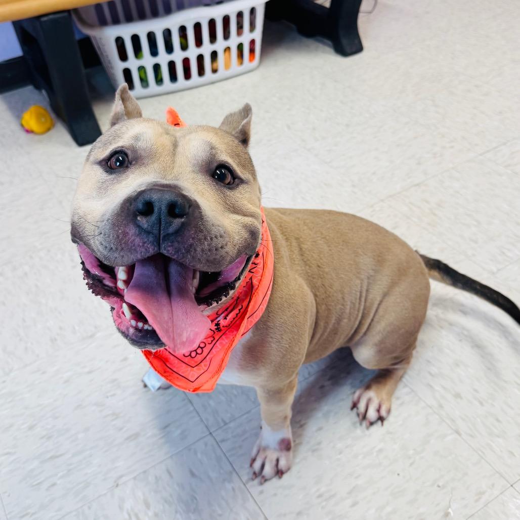 Enlarge Sevyn, a Adoptable mixed breed in Binghamton, NY image 5/6