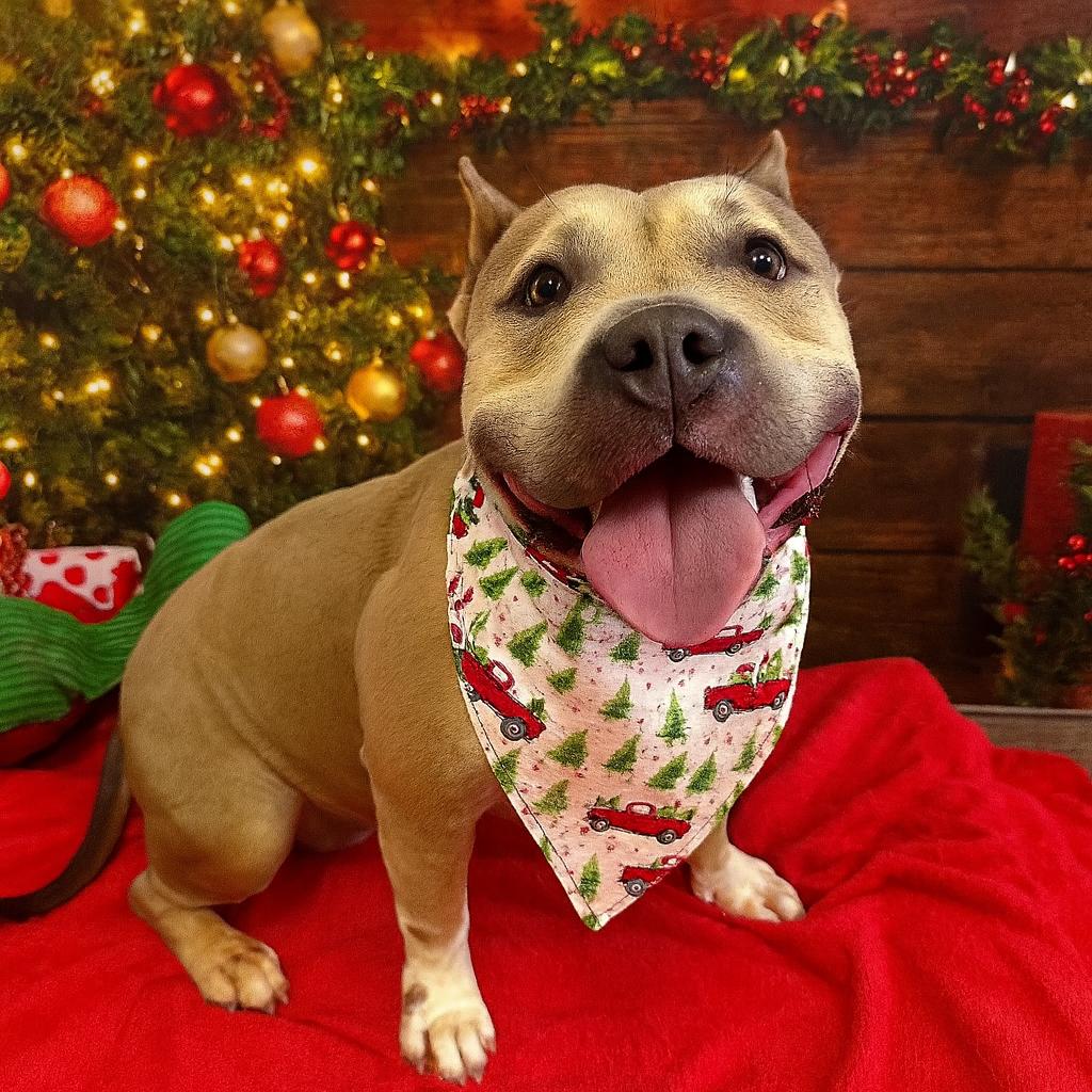 Enlarge Sevyn, a Adoptable mixed breed in Binghamton, NY image 6/6