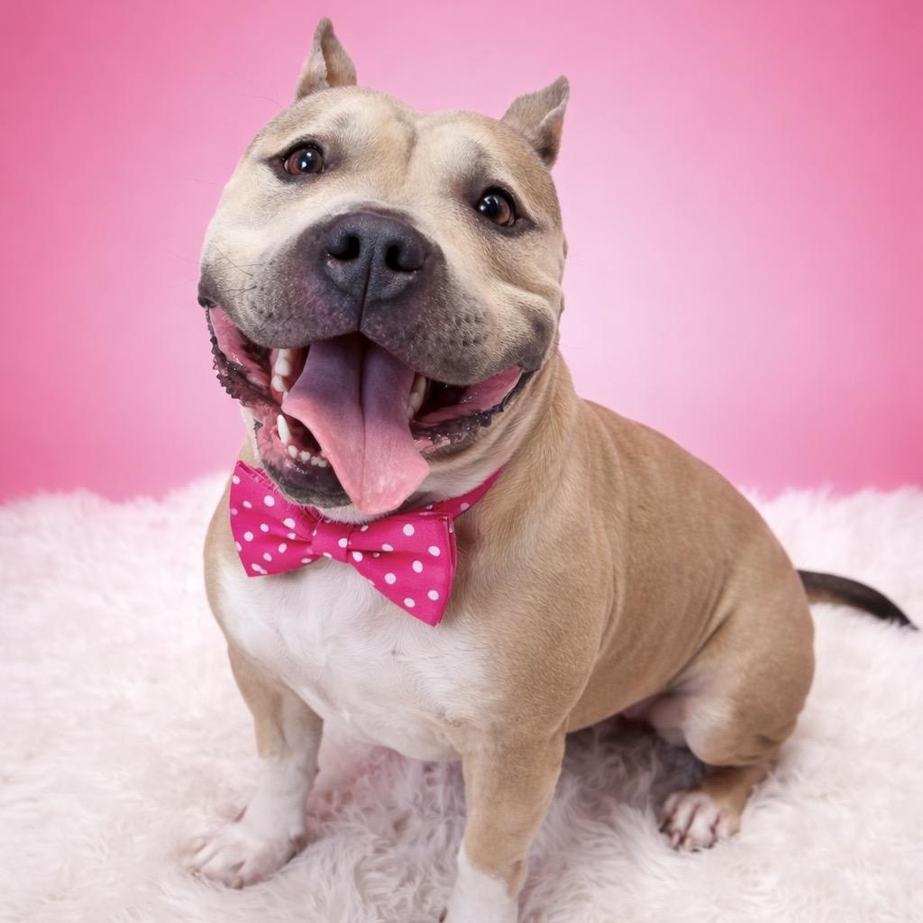 Enlarge Sevyn, a Adoptable mixed breed in Binghamton, NY image 6/6