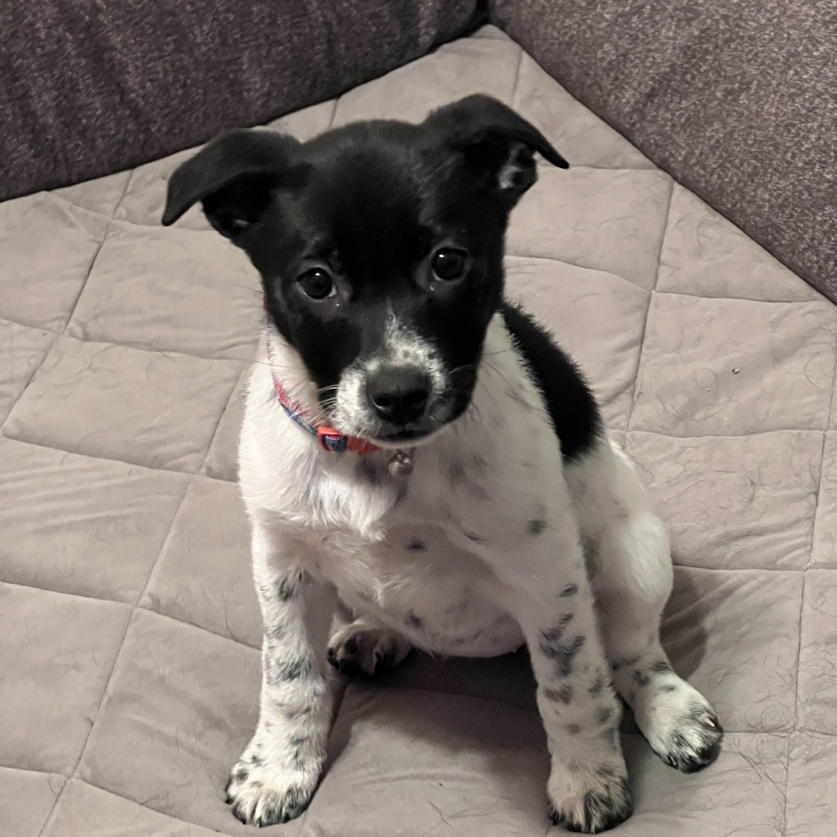 Jordache, ADOPTABLE, Puppy Female Australian Cattle Dog / Blue Heeler.