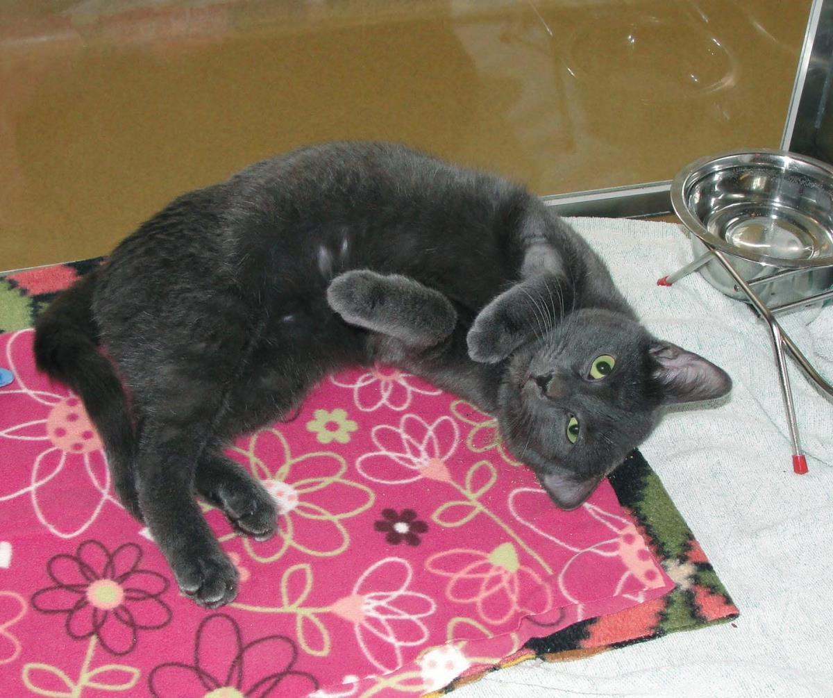 Enlarge Zephyr, a Adoptable mixed breed in Plover, WI image 1/6