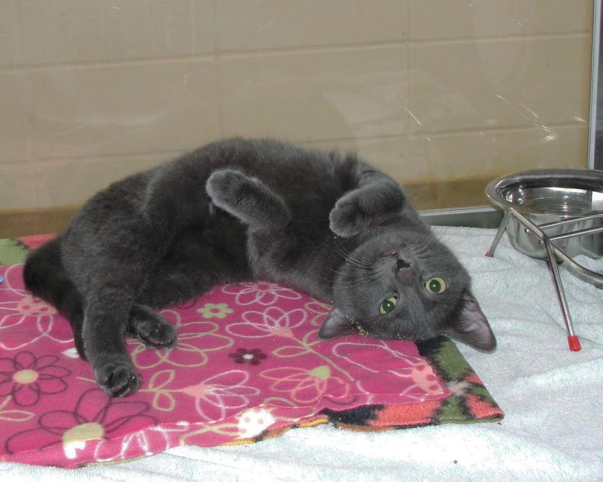 Enlarge Zephyr, a Adoptable mixed breed in Plover, WI image 2/6