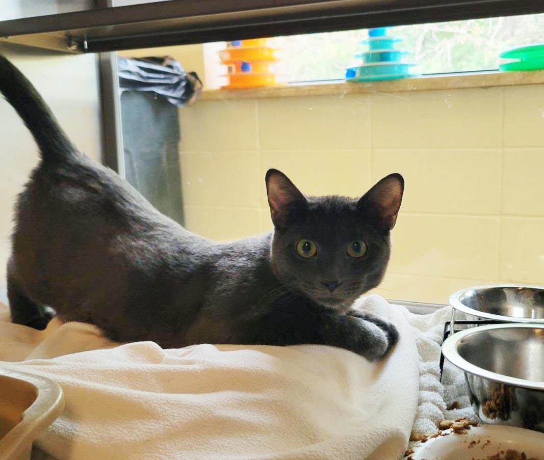 Enlarge Zephyr, a Adoptable mixed breed in Plover, WI image 3/6