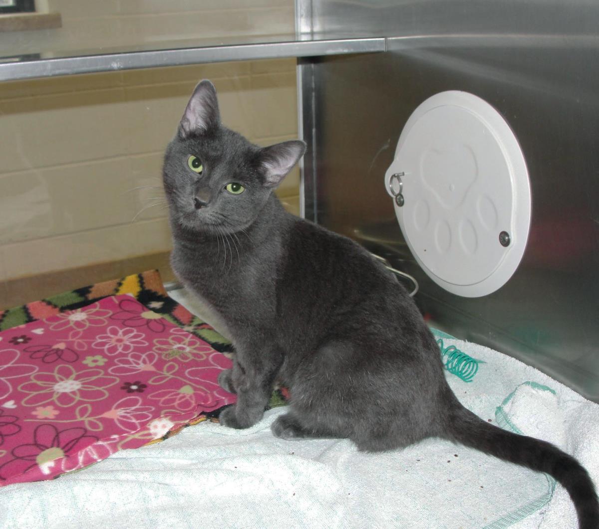 Enlarge Zephyr, a Adoptable mixed breed in Plover, WI image 4/6