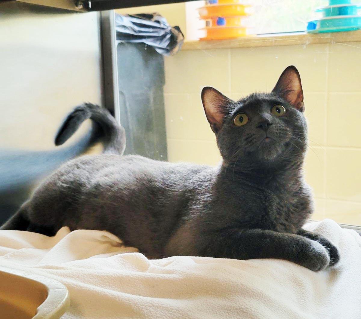 Enlarge Zephyr, a Adoptable mixed breed in Plover, WI image 5/6
