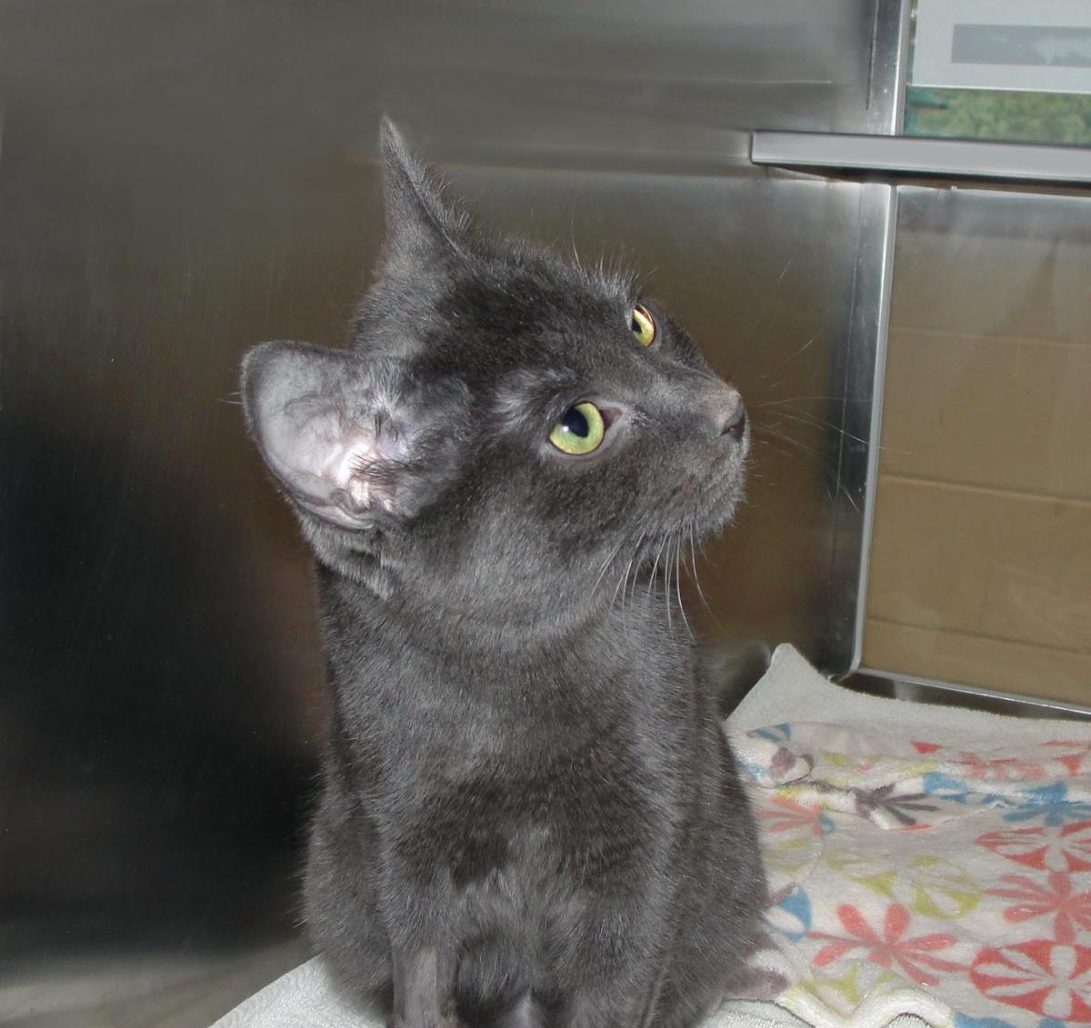 Enlarge Zephyr, a Adoptable mixed breed in Plover, WI image 6/6