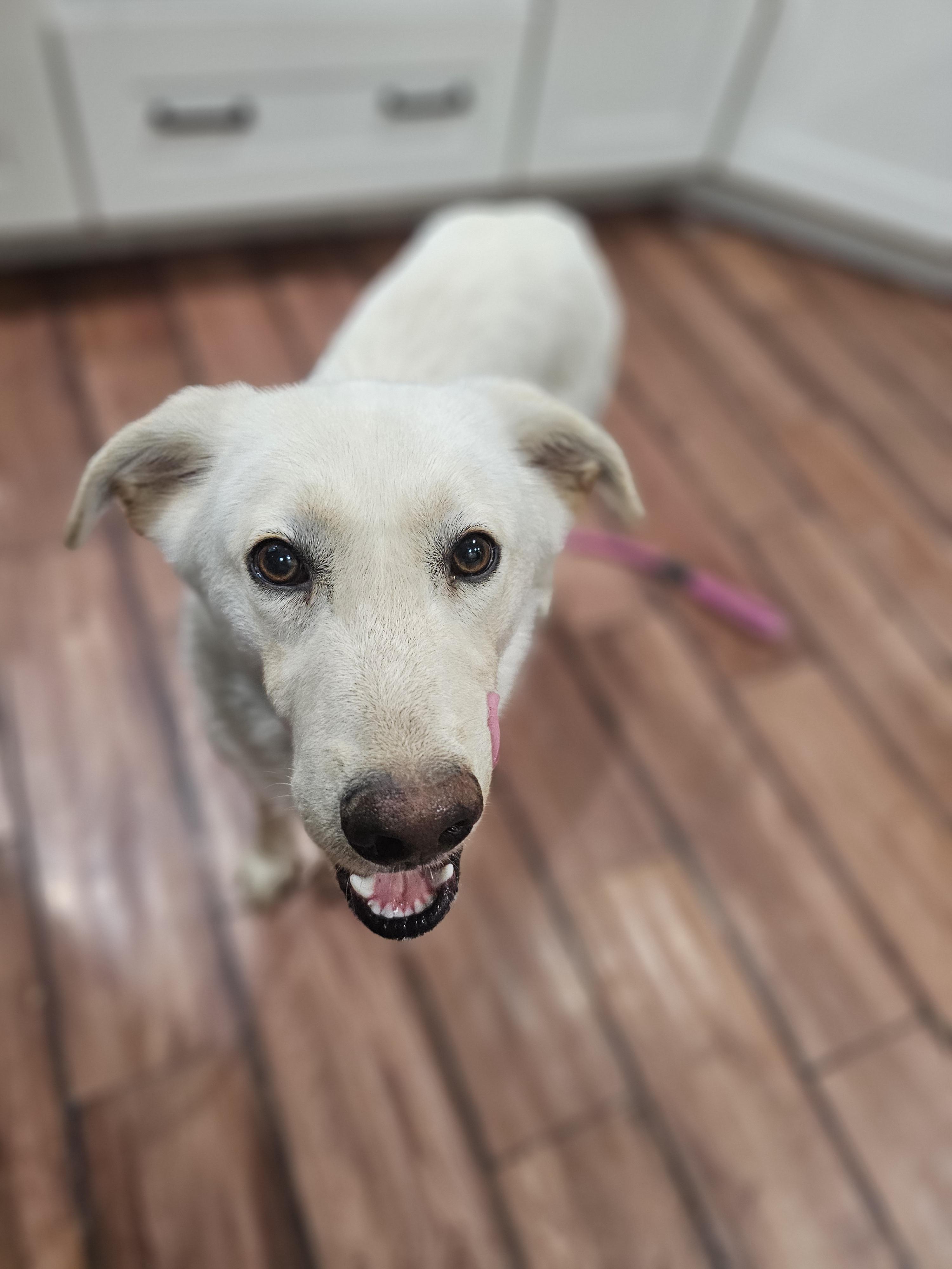 Enlarge Janet Springfield , a Adoptable mixed breed in Springfield , IL image 3/5