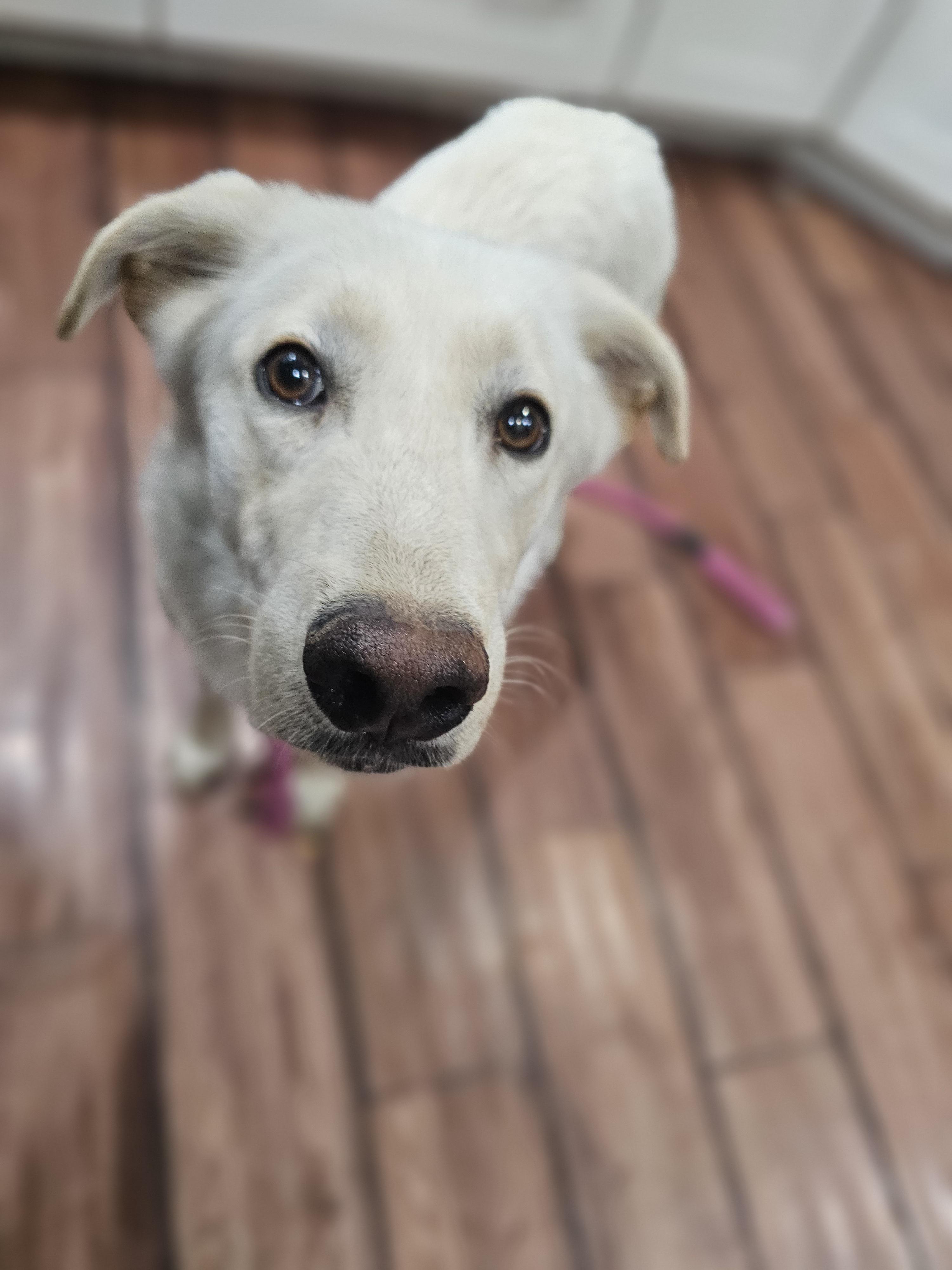 Janet Springfield , Adoptable, Young Female Great Pyrenees & Corgi.