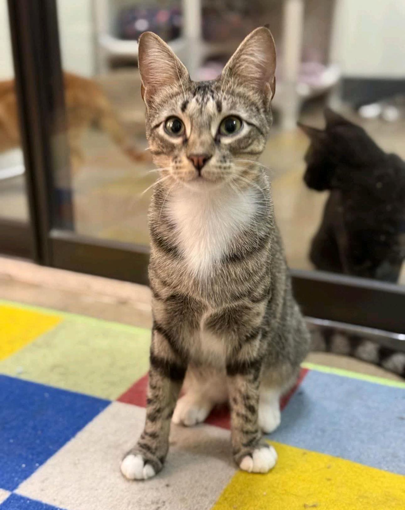 Brenda -LOVES Kids and Dogs