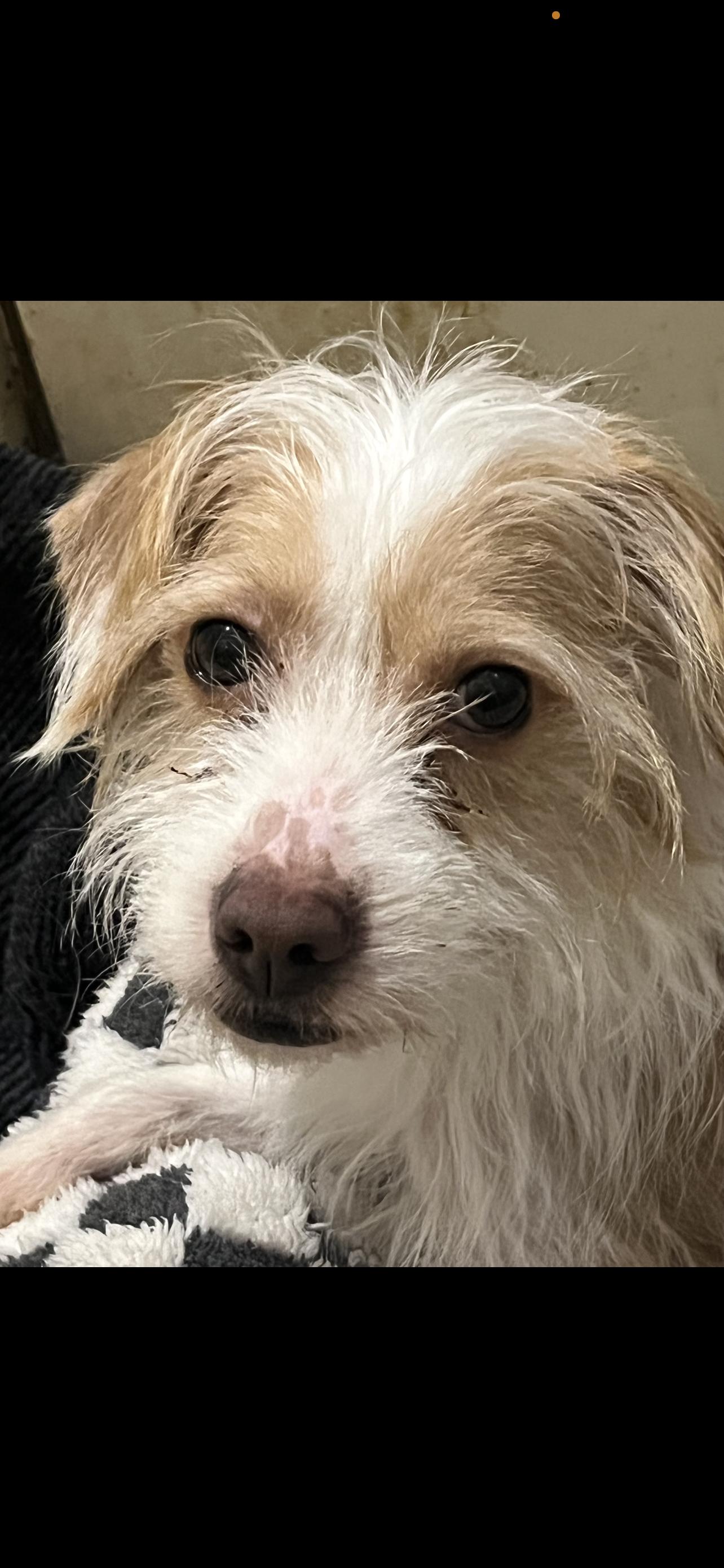 Ziggy - The Silly Terrier