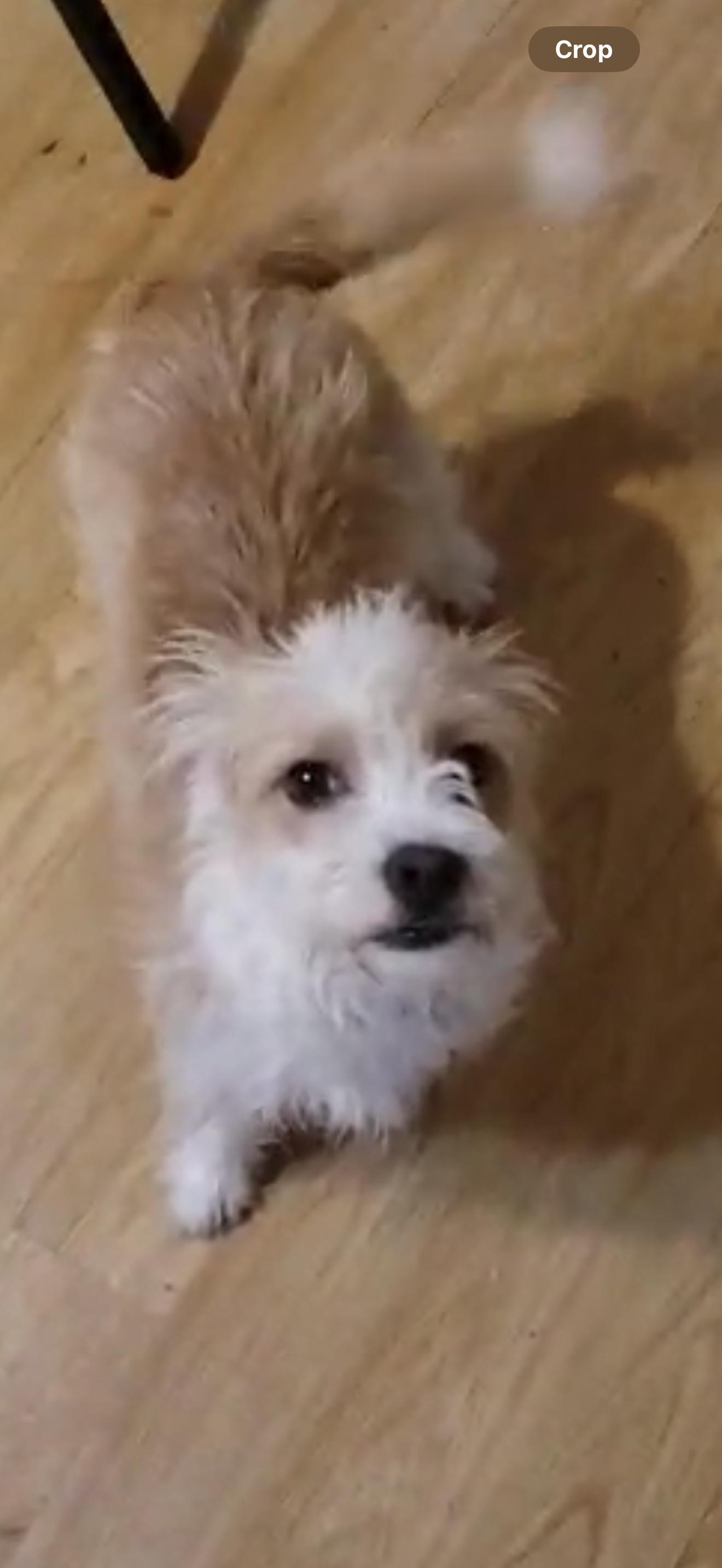 Ziggy - The Silly Terrier, a Adoptable Terrier in Stockton , CA image 3/5