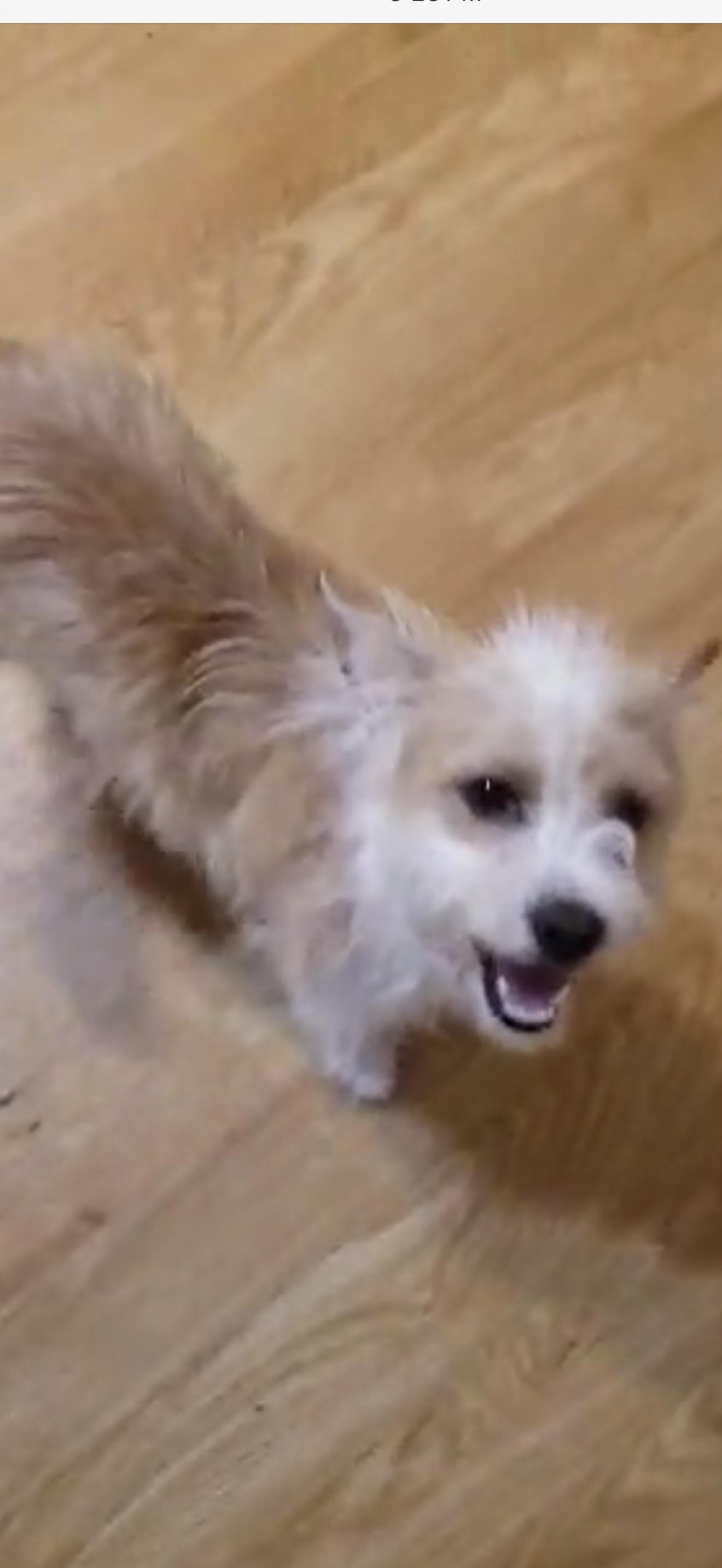 Ziggy - The Silly Terrier