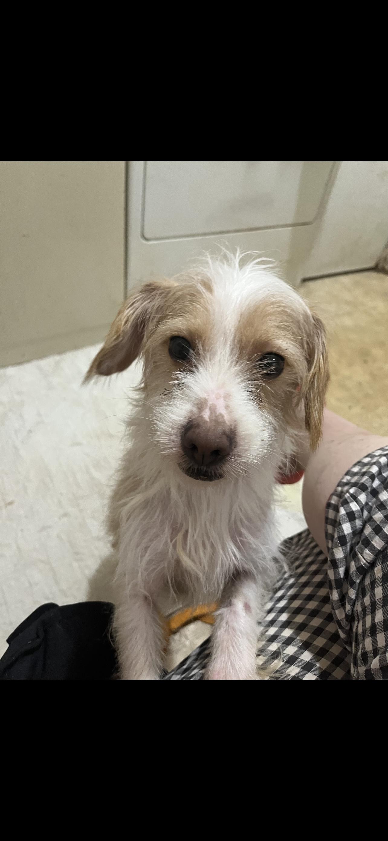 Ziggy - The Silly Terrier, a Adoptable Terrier in Stockton , CA image 5/5