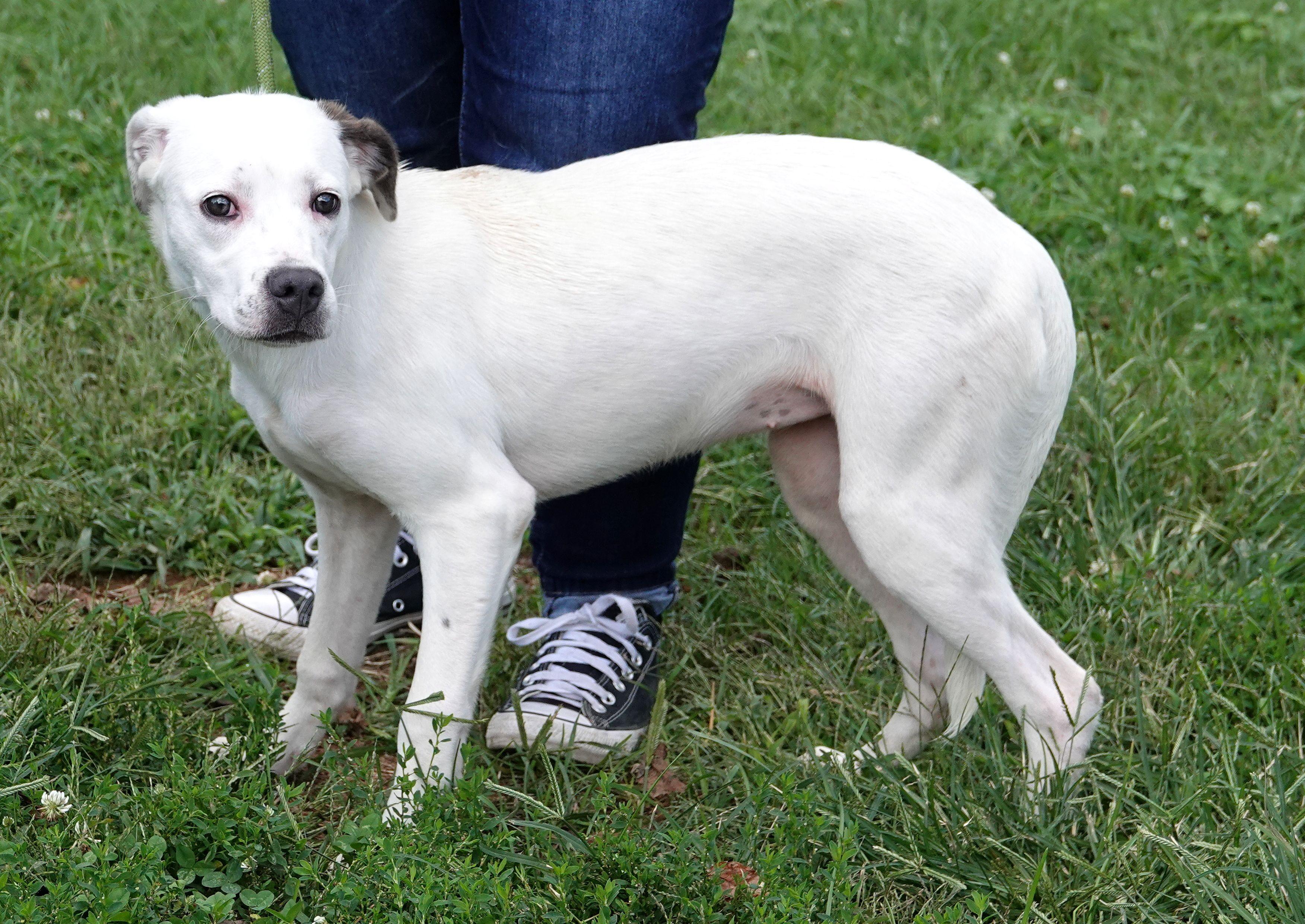 Enlarge Chanelle, a Adoptable mixed breed in Millfield, OH image 2/3