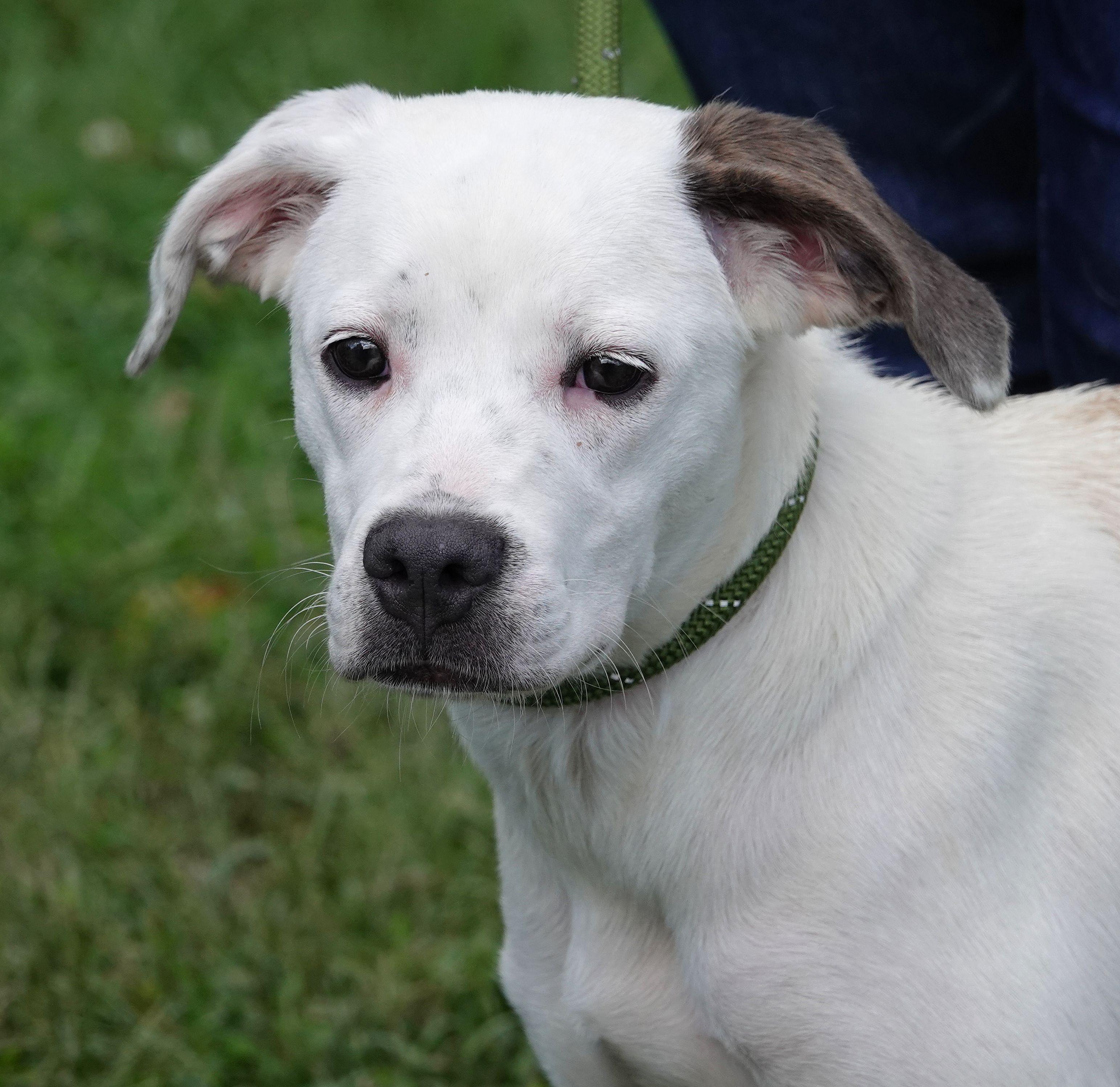 Chanelle, Adoptable, Puppy Female Terrier.
