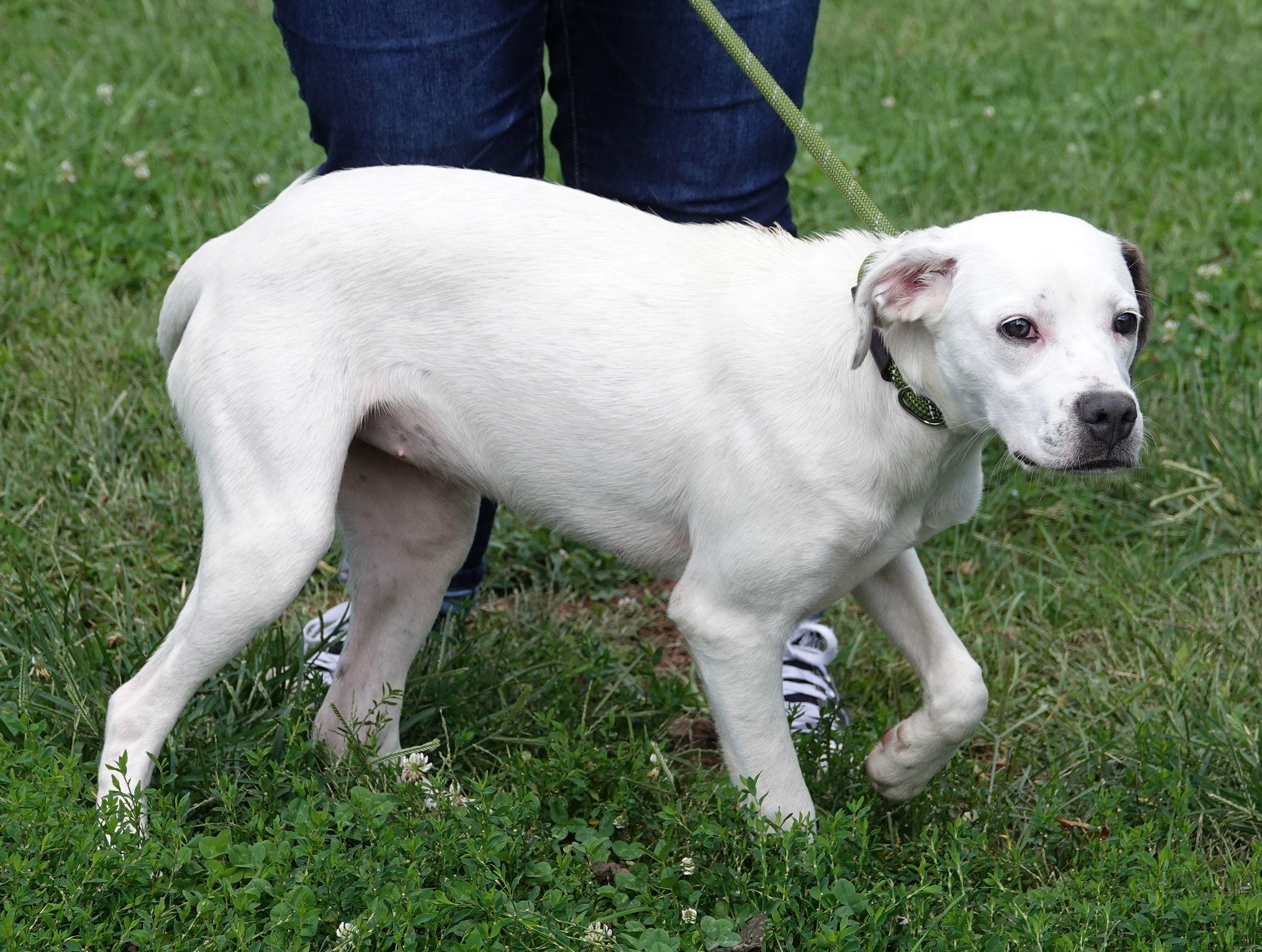 Enlarge Chanelle, a Adoptable mixed breed in Millfield, OH image 3/3