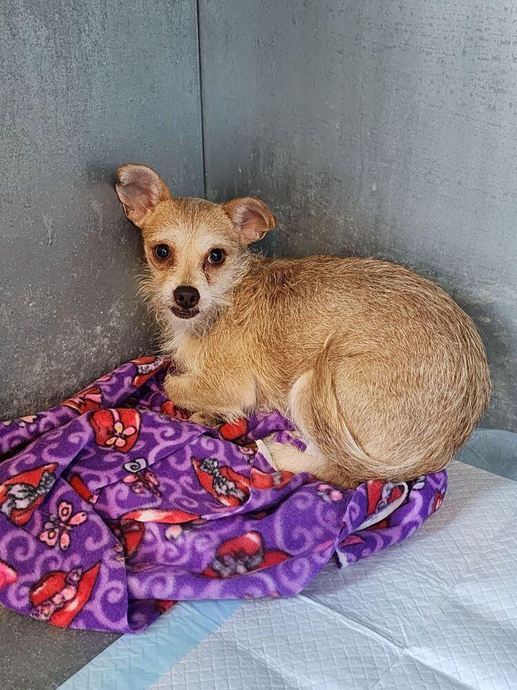 Gigi, Adoptable, Young Female Cairn Terrier.