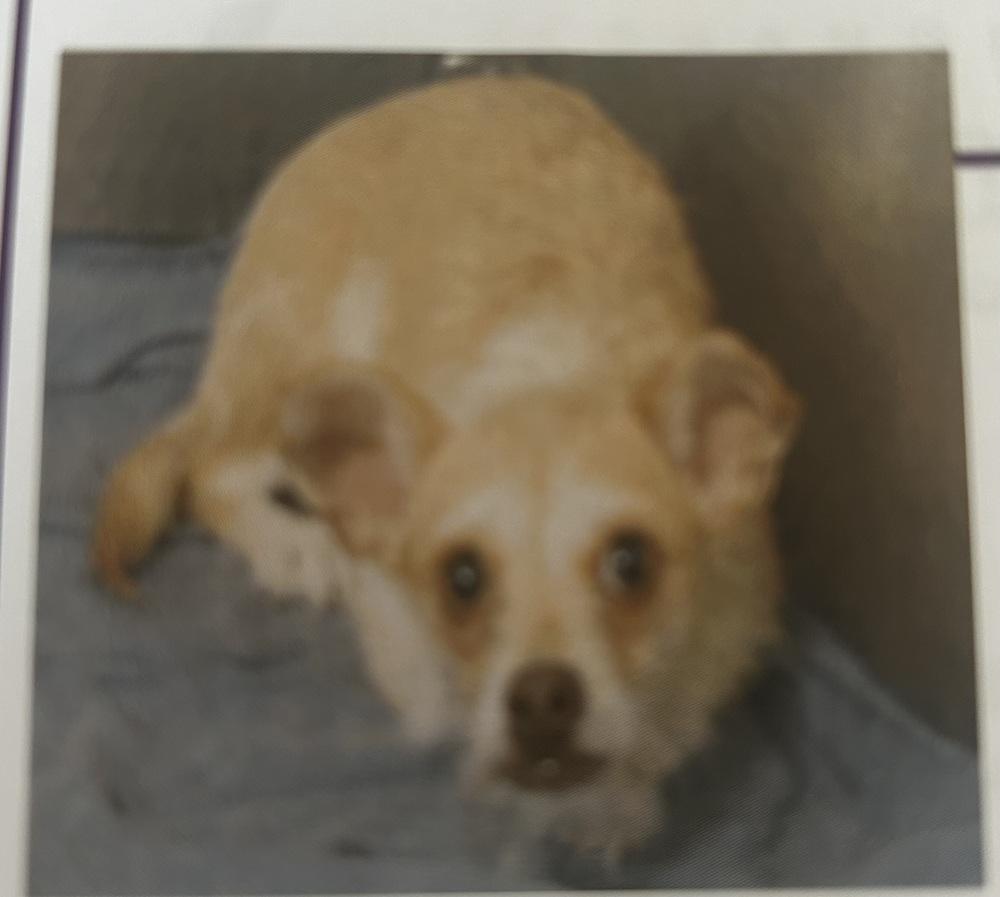 Enlarge Gigi, a Adoptable mixed breed in Herriman, UT image 2/2