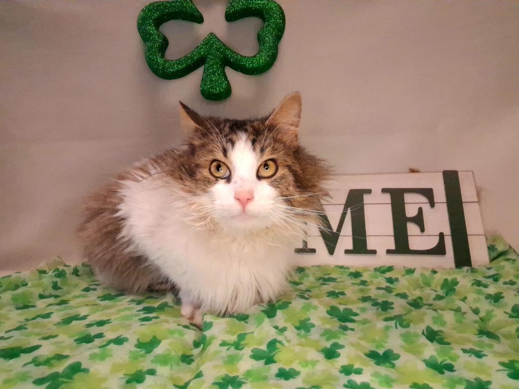 Enlarge KEVIN, a Adoptable mixed breed in Wintersville, OH image 1/6